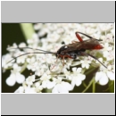 Exetastes adpressorius - Schlupfwespe m01a 9mm - OS-Hasbergen Lehmwiese det06.jpg